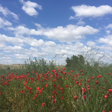 Primavera amapola